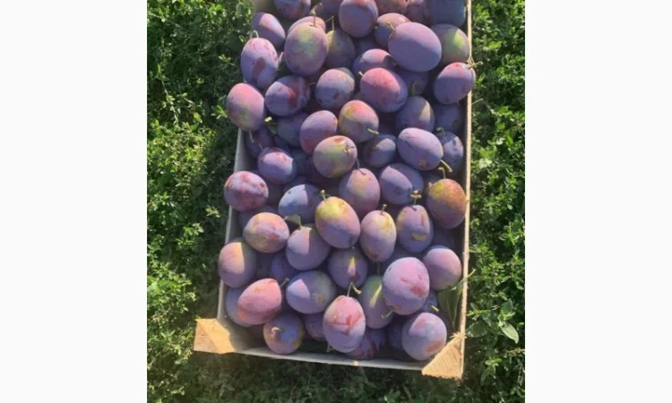 Слива : президент, стенлей, топ-хит, блю-фри - фото № 8