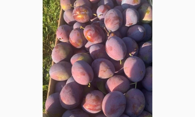 Слива : президент, стенлей, топ-хит, блю-фри - фото № 9