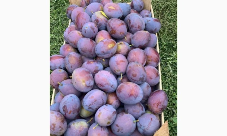 Слива : президент, стенлей, топ-хит, блю-фри - фото № 10