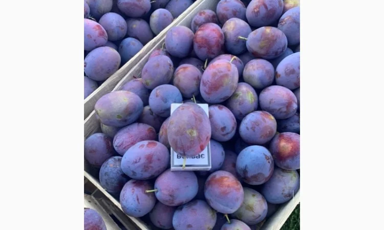 Слива : президент, стенлей, топ-хит, блю-фри - фото № 11