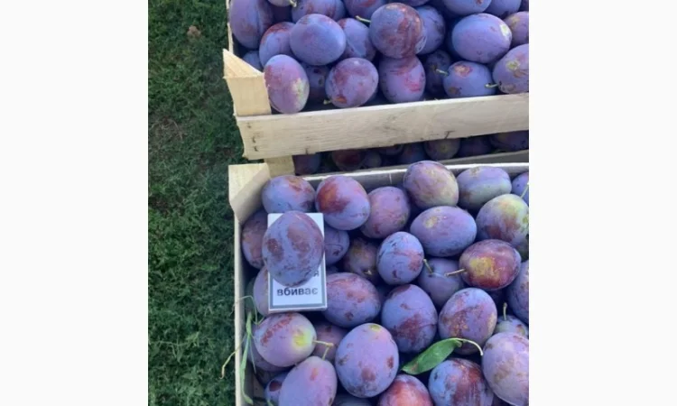 Слива : президент, стенлей, топ-хит, блю-фри - фото № 12