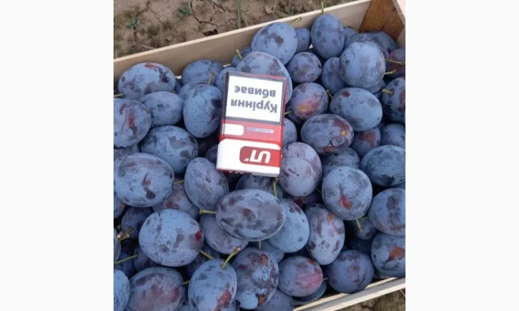 Слива : президент, стенлей, топ-хит, блю-фри - фото № 13