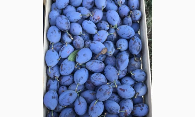 Слива : президент, стенлей, топ-хит, блю-фри - фото № 1