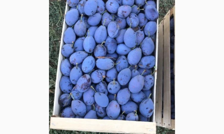 Слива : президент, стенлей, топ-хит, блю-фри - фото № 2