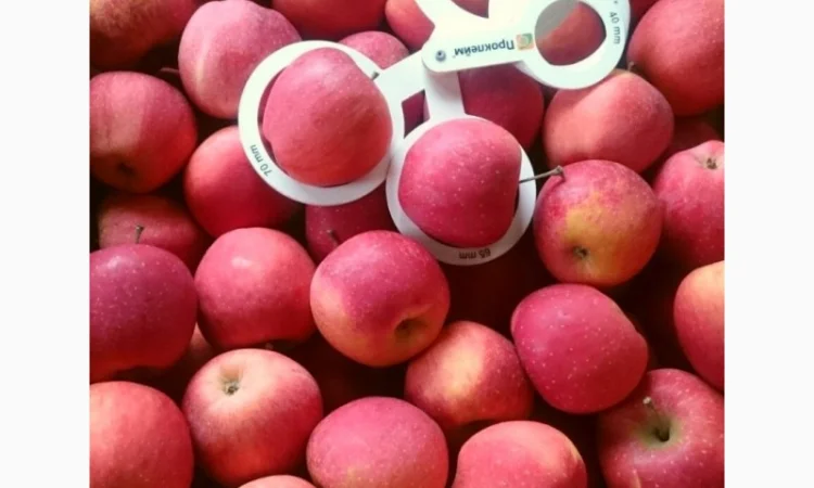 ЯБЛУКА зимових сортів реалізовуємо ОПТОМ з холодильної камери Smart fresh - фото № 1