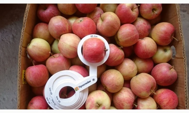 ЯБЛУКА зимових сортів реалізовуємо ОПТОМ з холодильної камери Smart fresh - фото № 2