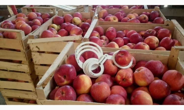 ЯБЛУКА зимових сортів реалізовуємо ОПТОМ з холодильної камери Smart fresh - фото № 3