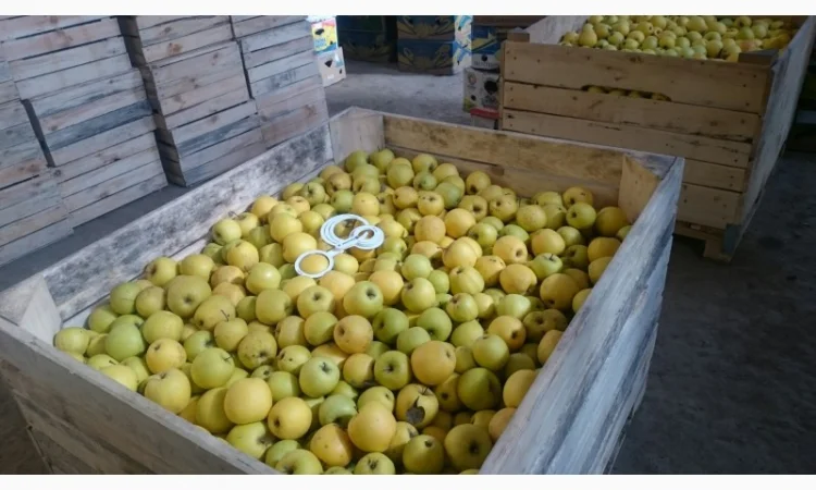 ЯБЛУКА зимових сортів реалізовуємо ОПТОМ з холодильної камери Smart fresh - фото № 5