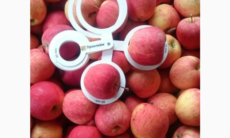 ЯБЛУКА зимових сортів реалізовуємо ОПТОМ з холодильної камери Smart fresh - фото № 6