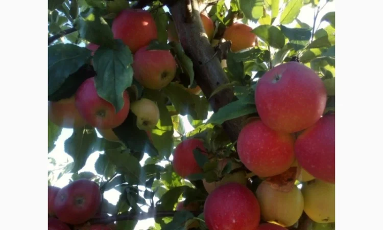 ЯБЛУКА зимових сортів реалізовуємо ОПТОМ з холодильної камери Smart fresh - фото № 7