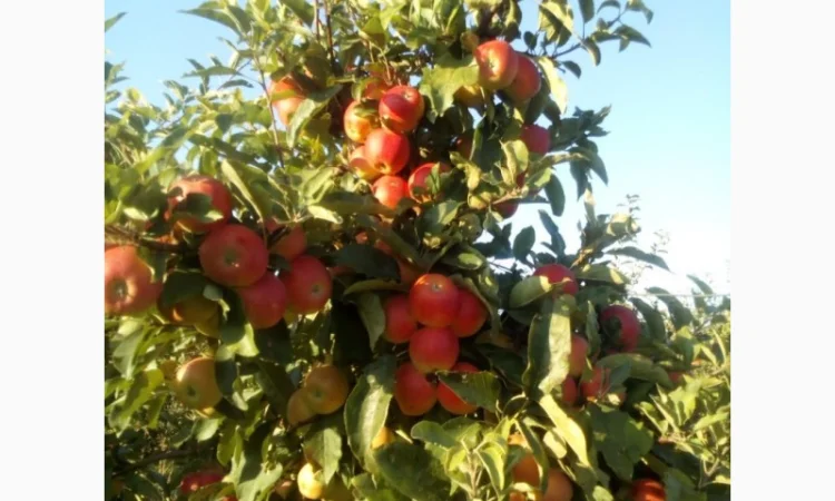 ЯБЛУКА зимових сортів реалізовуємо ОПТОМ з холодильної камери Smart fresh - фото № 8