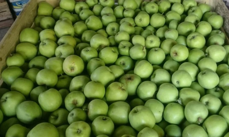 ЯБЛУКА зимових сортів реалізовуємо ОПТОМ з холодильної камери Smart fresh - фото № 9