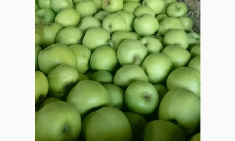 ЯБЛУКА зимових сортів реалізовуємо ОПТОМ з холодильної камери Smart fresh - фото № 10