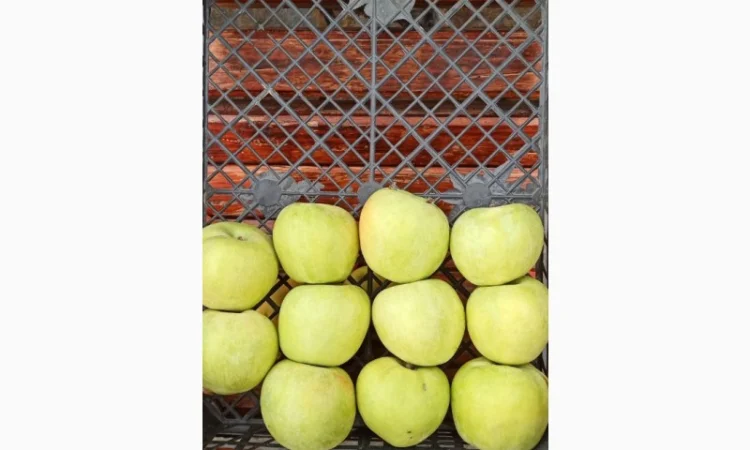 Яблука продаж Голден Делішес, Фуджі, Чемпіон.Лігол, Елізе, Симиренко - фото № 6