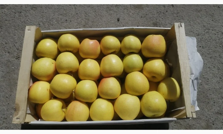 Яблука продаж Голден Делішес, Фуджі, Чемпіон.Лігол, Елізе, Симиренко - фото № 1