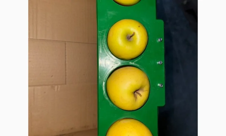 Яблука продаж Голден Делішес, Фуджі, Чемпіон.Лігол, Елізе, Симиренко - фото № 2