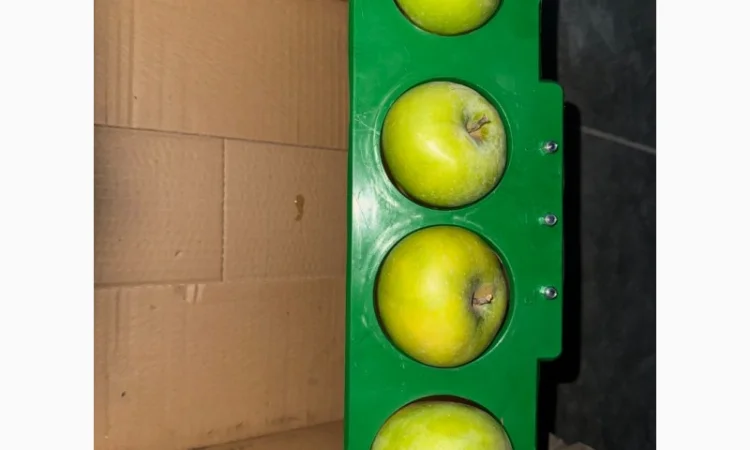 Яблука продаж Голден Делішес, Фуджі, Чемпіон.Лігол, Елізе, Симиренко - фото № 3