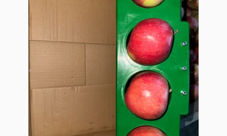 Яблука продаж Голден Делішес, Фуджі, Чемпіон.Лігол, Елізе, Симиренко - фото № 4