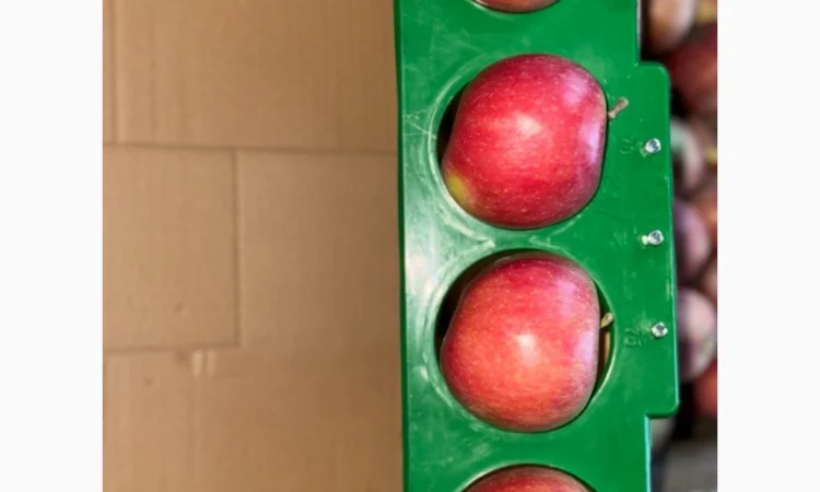 Яблука продаж Голден Делішес, Фуджі, Чемпіон.Лігол, Елізе, Симиренко - фото № 5