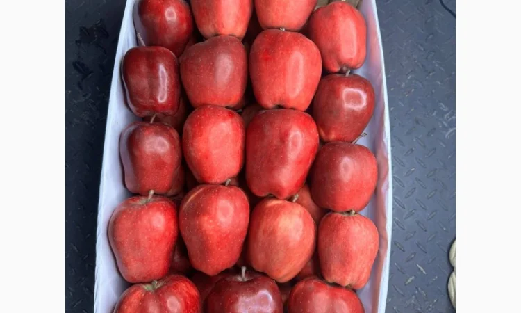 Продам яблука Фуджі. Ред Чіф. Джеромін.Голден - фото № 3