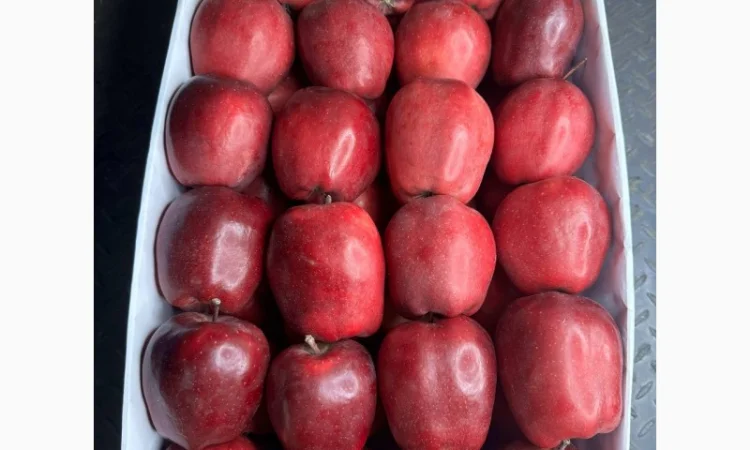 Продам яблука Фуджі. Ред Чіф. Джеромін.Голден - фото № 4