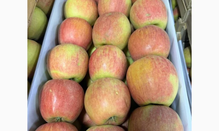 Продам яблука Фуджі. Ред Чіф. Джеромін.Голден - фото № 5