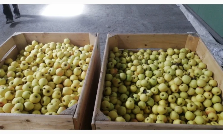 Яблука продаж Голден Делішес, Фуджі, Симиренко другий сорт - фото № 2
