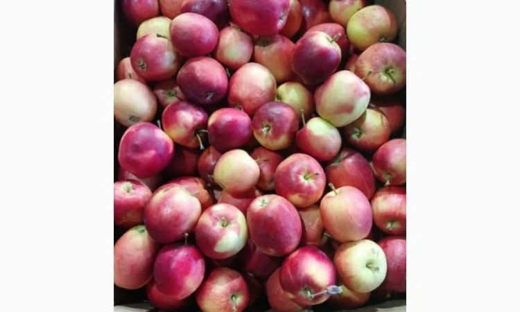 Продаємо яблука сорт Редджона принц - фото № 1