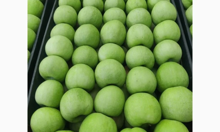 Продаємо яблуко оптом - фото № 1