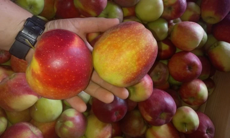 Продам яблука з холодильника. В наявності перший та другий гатунок - фото № 1