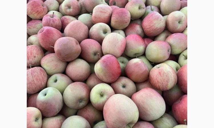 Продам Фуджи и другие сорта - фото № 1