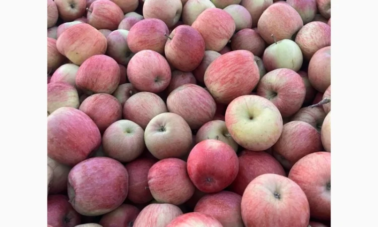 Продам Фуджи и другие сорта - фото № 2