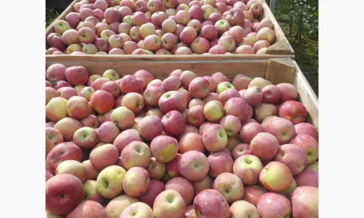 Продам фуджі - фото № 1