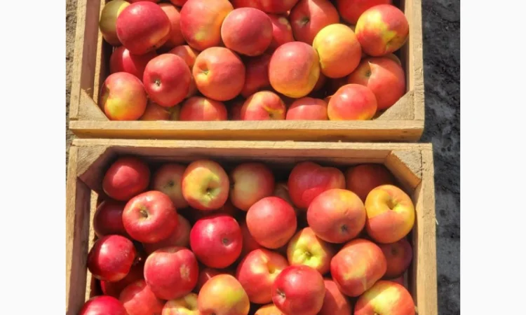 Оптовая продажа яблок сорта Симиренко - фото № 2