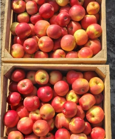 Оптовая продажа яблок сорта Симиренко - фото № 1