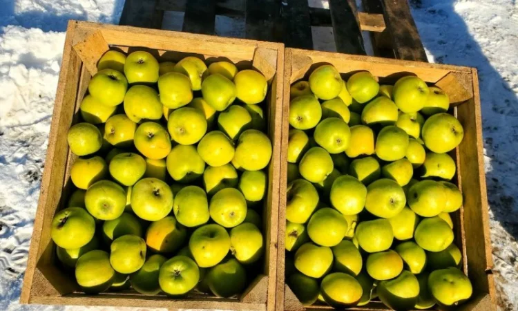 Продам Яблука гуртом: Гарантія Якості та Вигідних Умов - фото № 2