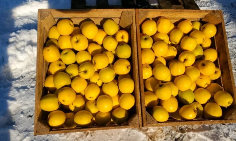 Продам Яблука гуртом: Гарантія Якості та Вигідних Умов - фото № 1