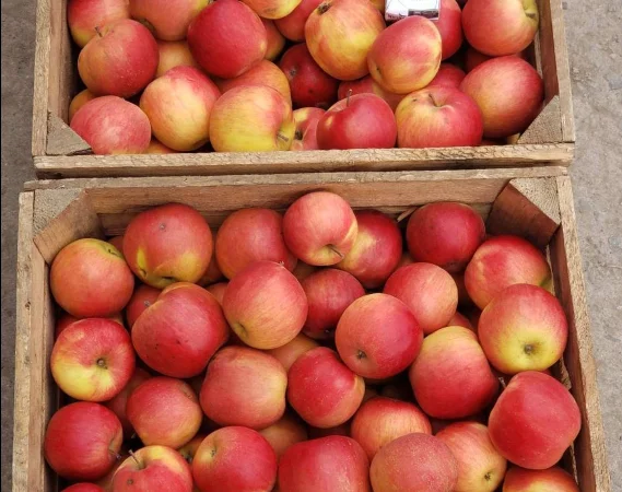 Продажа яблок оптом: Гарантия качества и выгодные условия - фото № 1