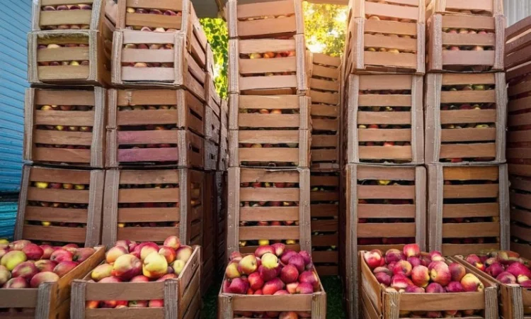 ТОВ "Агрофреш Груп" запрошує до співпраці постачальників яблук - фото № 1