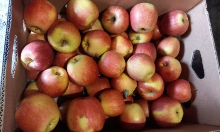 Товарне яблуко з власного саду - фото № 1