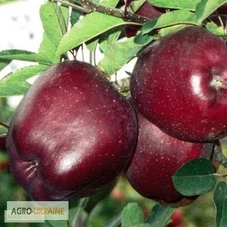 Покупаем яблоки разных сортов крупным оптом от производителей - фото № 3