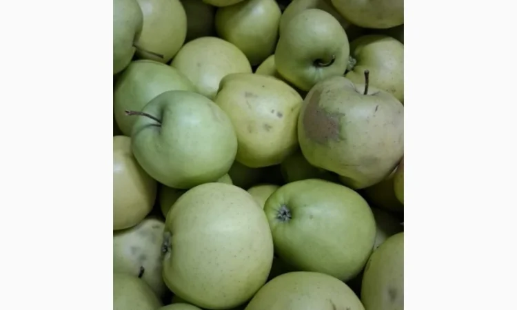 Продам яблоко сорт Голден 3 сорт - фото № 1