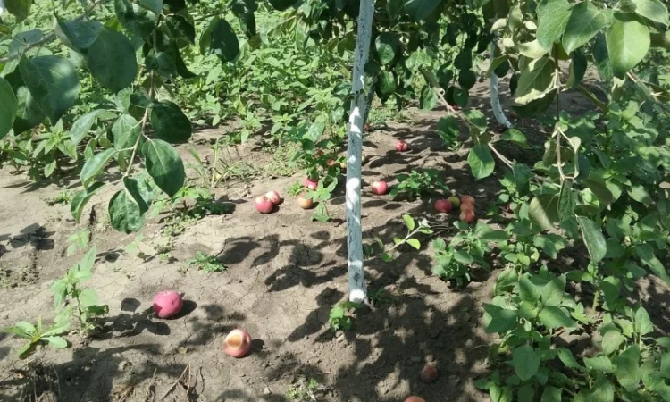 Куплю купимо яблоки на переработку, переробку, на сік, Закарпатская и др.области - фото № 1