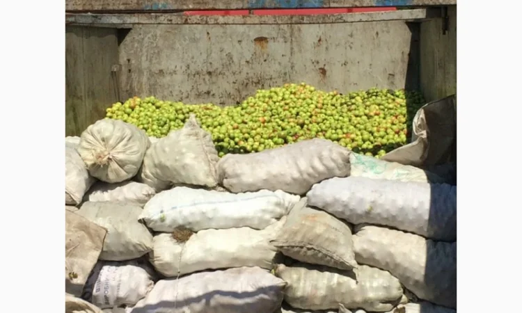 Купимо яблука на сік по Черниговской та інших областях - фото № 1