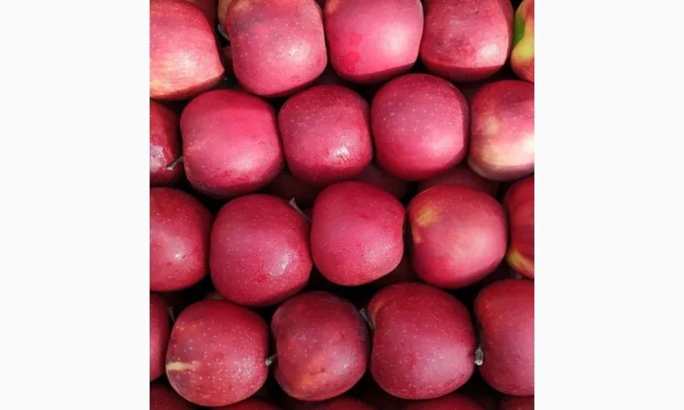 Яблука оптом з власного саду - фото № 1