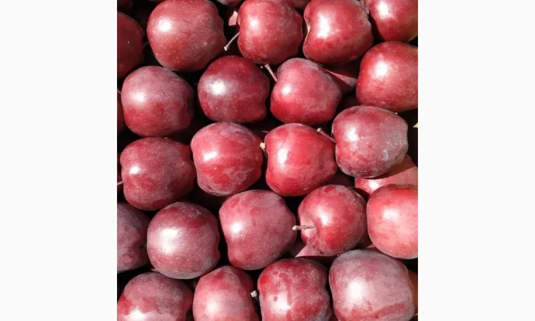 Яблука оптом з власного саду - фото № 2