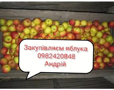 Куплю яблука на переробку - фото № 1