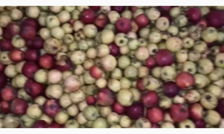 Продам яблука на сік. Опт від 20 тонн - фото № 1