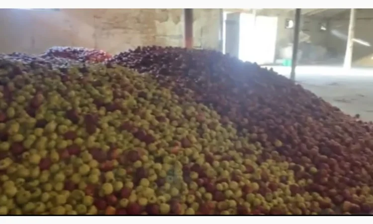 Продам яблука на сік. Опт від 20 тонн - фото № 2