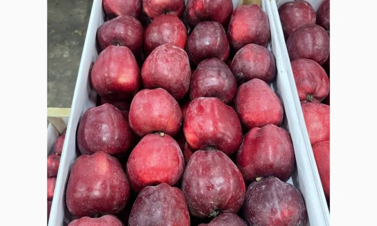 Продаются яблоки сорта Джерамін - фото № 4